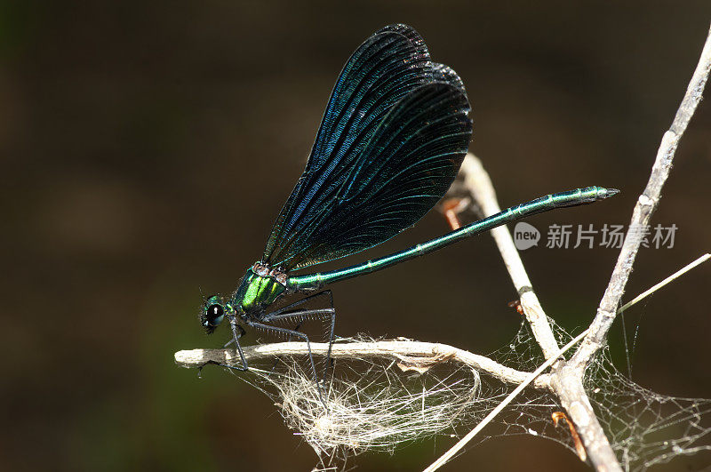 带条纹的demoiselle (Calopteryx splendens)